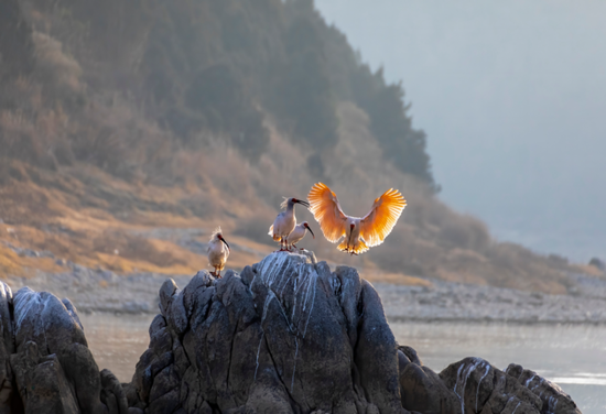 2021��1��28�գ����q������ʡ���ػƽ�Ͽ������庺���εĺ�ʯ����Ϣ �ձ�ҫ�� / ����