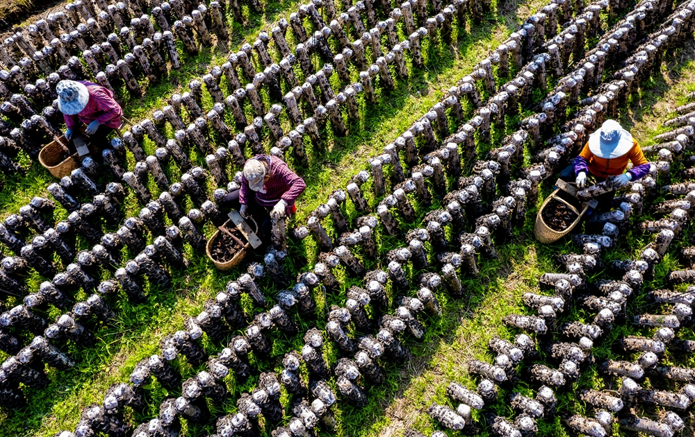 ľ��Ʈ����ճɣ�����ʡʯ̨����Ԣɽ�����������ժ��ľ���������Ӿ� ���� ��_����.jpg